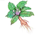 マンドレイク | Mandragora officinarum | かぎけん花図鑑