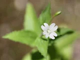 小花山桃草