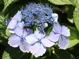 Blue Reiko