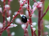 Japanese knotweed