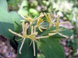 Lonicera morrowii
