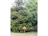 Aomori cypress