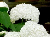 Hydrangea macrophylla