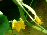 Cucumber