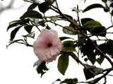 Camellia miura-otome