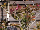Camellia sasanqua 'Mikuni-kou'