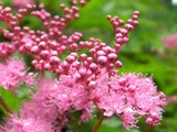 Filipendula multijuga