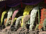懸崖作り 菊>小菊