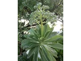 Beach heliotrope