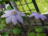 Clematis patens