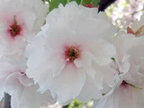 Ichiyo cherry