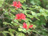 Rhododendron dilatatum
