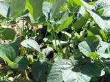 Soybean