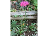 Nerine