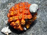 Pandanus