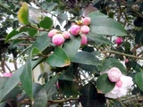 山茶花 "宵待"