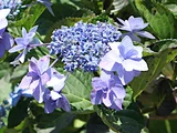 額紫陽花 '城ケ崎'