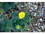 Potentilla megalantha