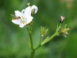 Nephrophyllidium