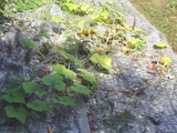 Squash