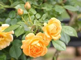 薔薇 "the Pilgrim"