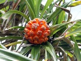 Pandanus
