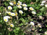 雏菊