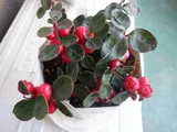 Checkerberry