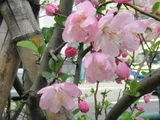 Hall crabapple