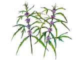 Leonurus japonicus