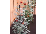 嵯峨菊 菊>中菊>古典菊