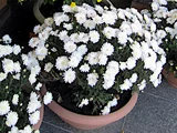 笊菊