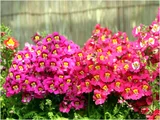 蛾蝶花