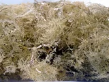 Agar