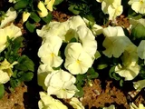 Viola