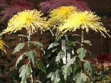 Saiko no shigure (florists’ daisy)