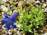 Gentiana dinarica