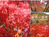 Palmate maple