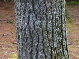 Eastern White pine