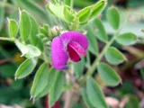 救荒野豌豆