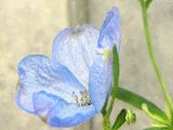 飞燕草
