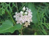 Metaplexis japonica