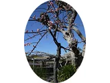 Prunus mume 'Fujibotan-shidare'