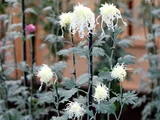伊勢菊 菊>中菊>古典菊