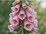 Digitalis