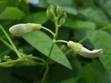 Winged bean