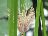 紙莎草
