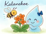 伽蓝菜