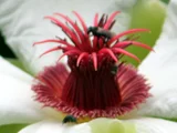 Dillenia philippinensis
