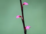 毛叶红珠七